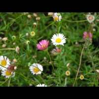 Erigeron Karvinskianus (fam Asteracees) (Am. du nord) (2)
